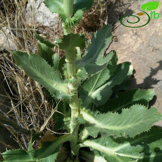 Eryngium pyramidale