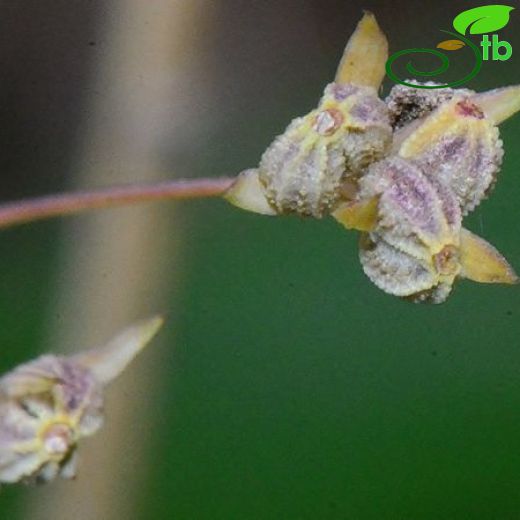 Bupleurum tenuissimum