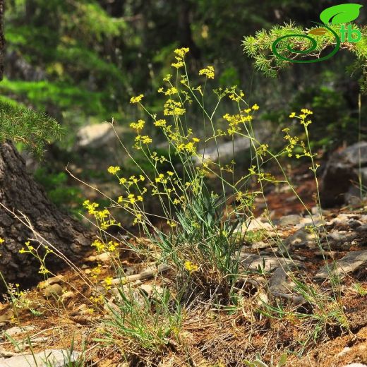 Dichoropetalum