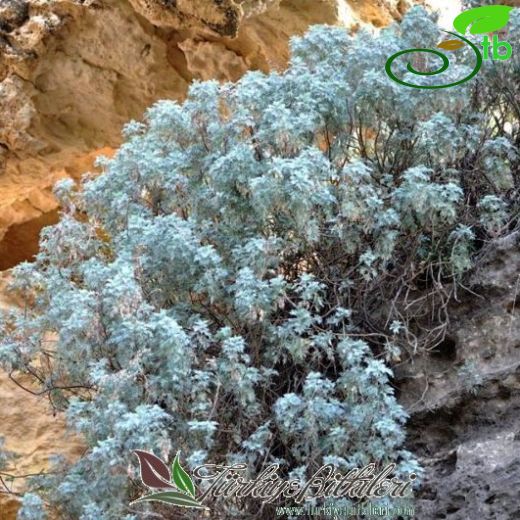 Artemisia arborescens