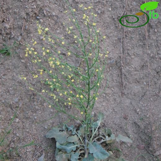 Verbascum lobatum