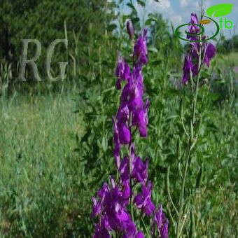 Delphinium ajacis