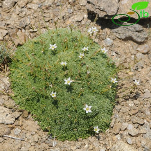 Minuartia recurva