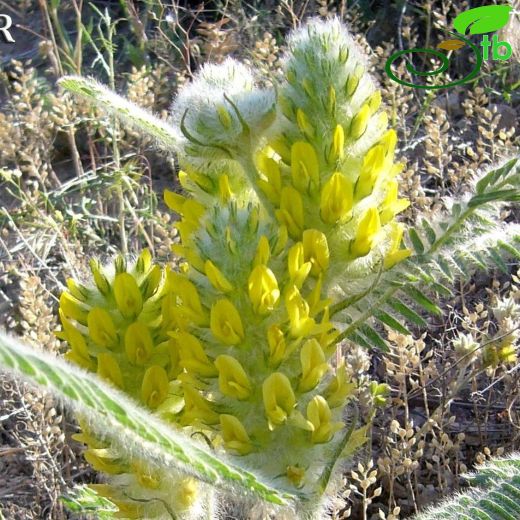 Astragalus crinitus