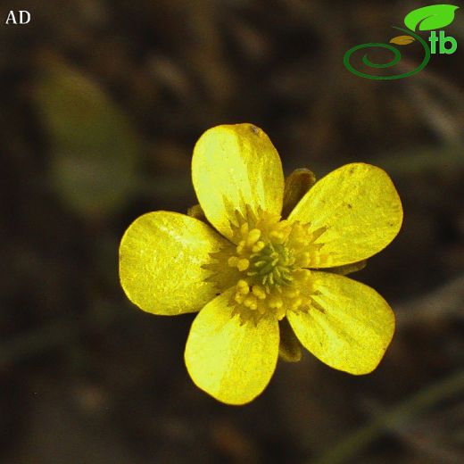 Ranunculus aydogdui