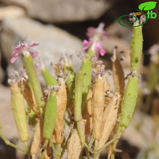 Silene assyriaca