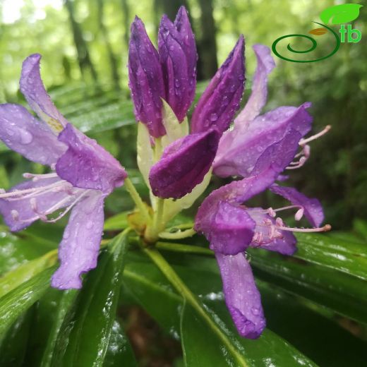 Ericaceae-Fundagiller