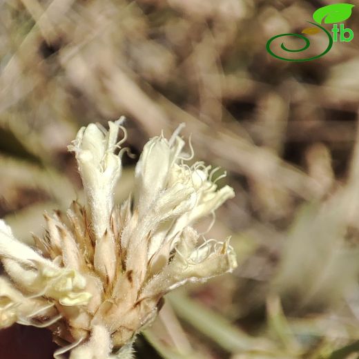 Cephalaria elmaliensis