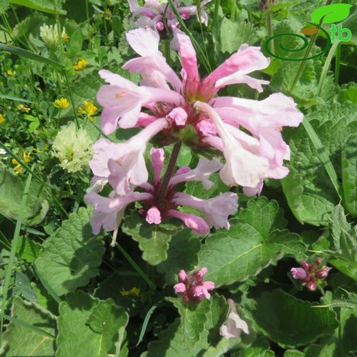 Stachys macrantha