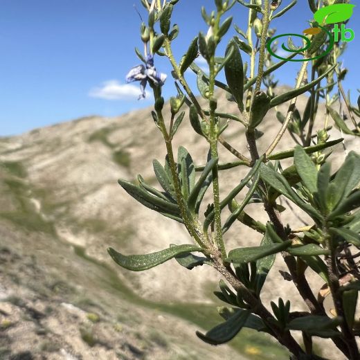 Plantaginaceae-Sinirotugiller