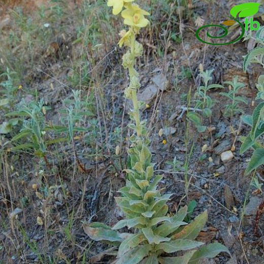 Verbascum meandri