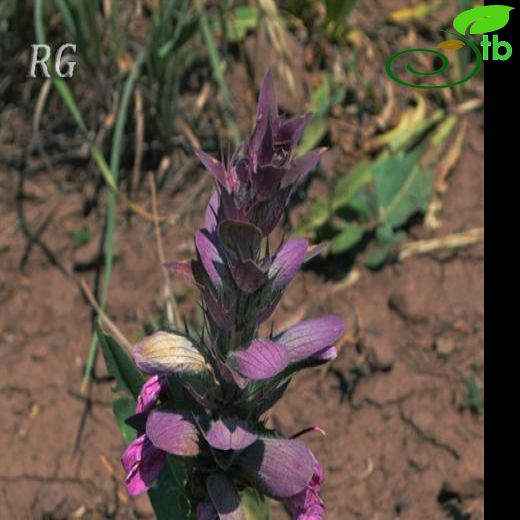 Acanthus dioscoridis