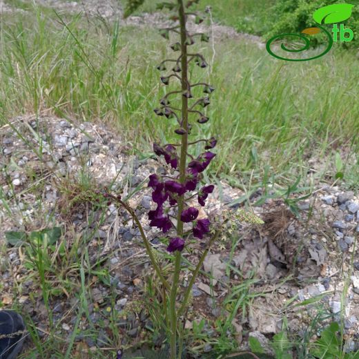 Scrophulariaceae-Sıracaotugiller