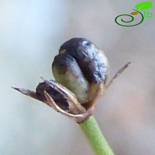 Asperula brevifolia