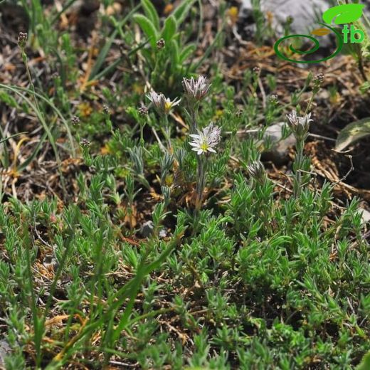 Minuartia leucocephala