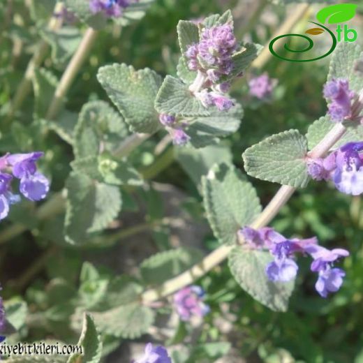 Nepeta racemosa