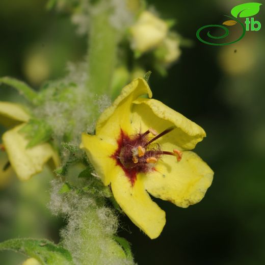 Verbascum lydium