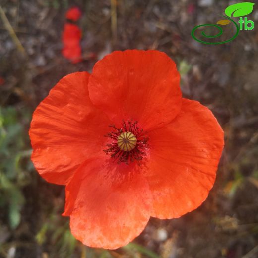 Papaver-Gelincik