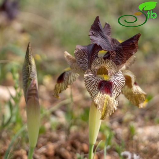Iridaceae-Süsengiller
