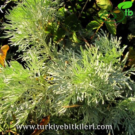 Artemisia arborescens