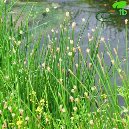 Eleocharis palustris