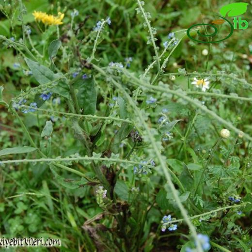 Paracynoglossum-Pisikcırnağı