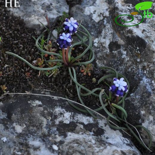 Muscari sivrihisardaghlarensis