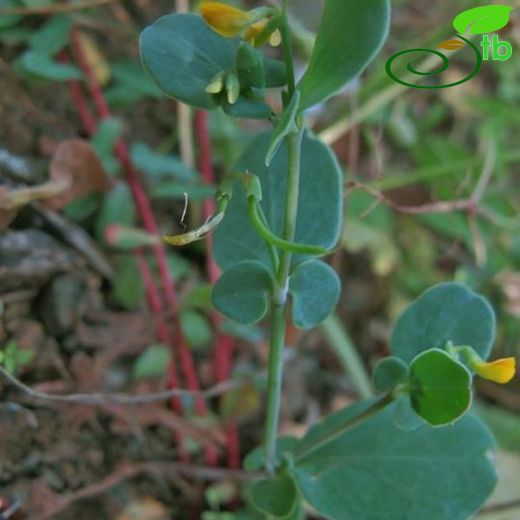 Coronilla scorpioides