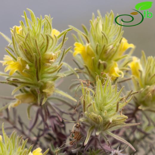 Bungea-Üçkernekotu