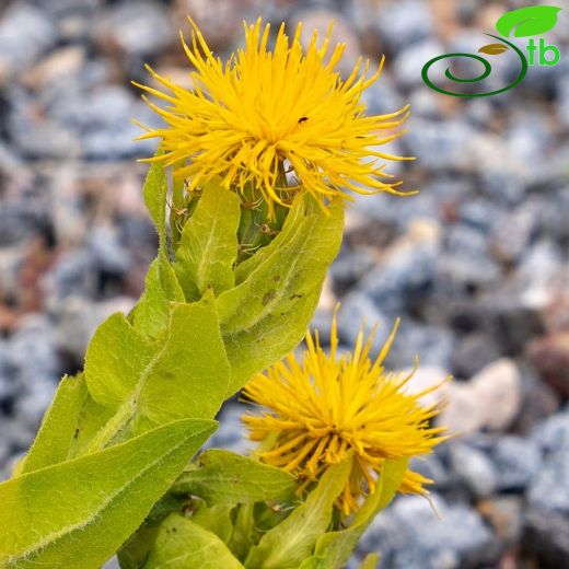 Centaurea polypodiifolia
