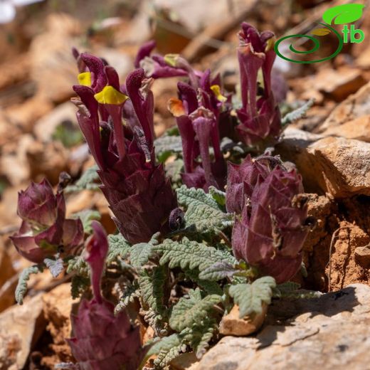 Scutellaria orientalis