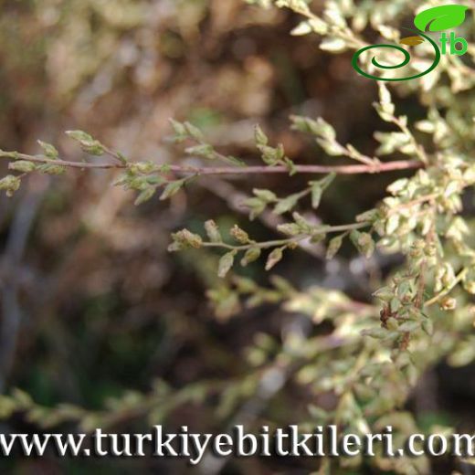 Artemisia santonicum