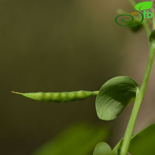 Corydalis-Kazgagası