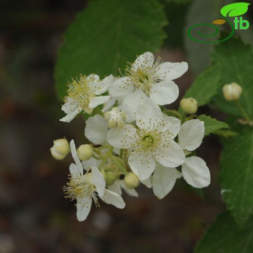 Rubus canescens