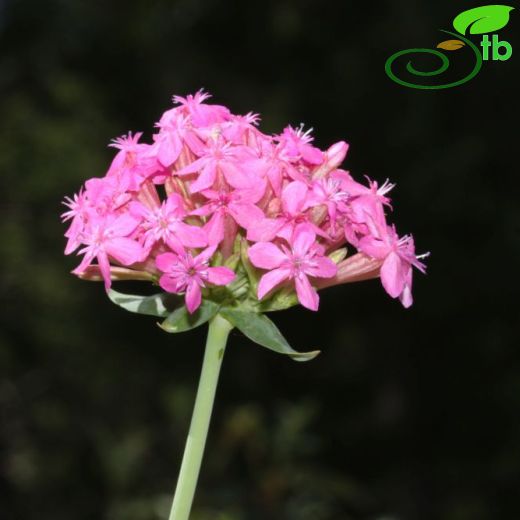 Silene compacta