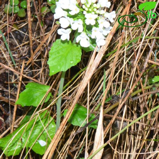 Pachyphragma macrophyllum