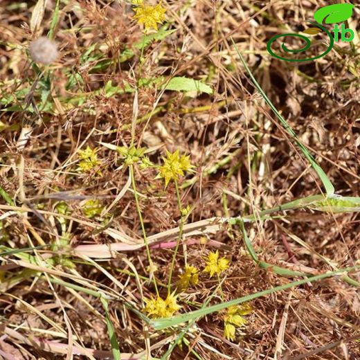 Bupleurum nodiflorum