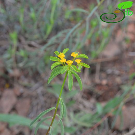 Euphorbia austroanatolica