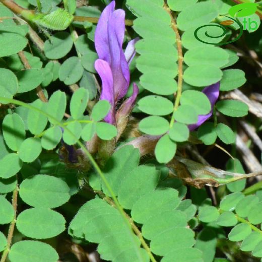 Astragalus viridissimus