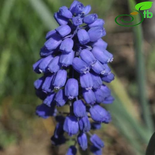 Muscari microstomum