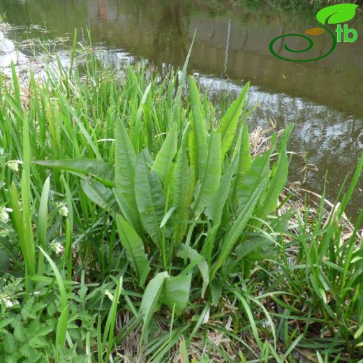 Rumex hydrolapathum