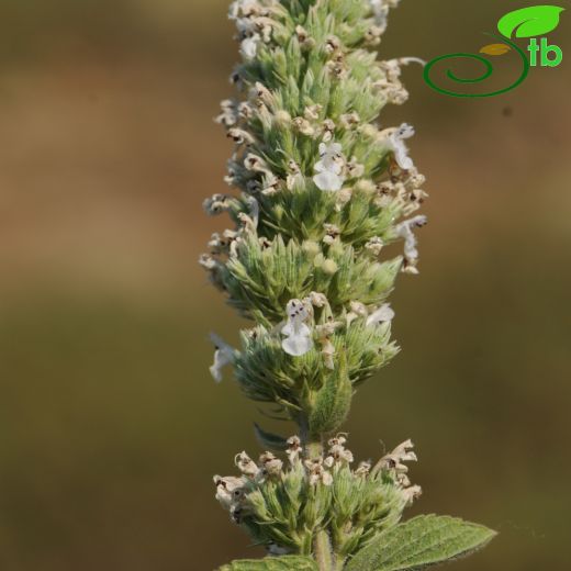 Nepeta viscida