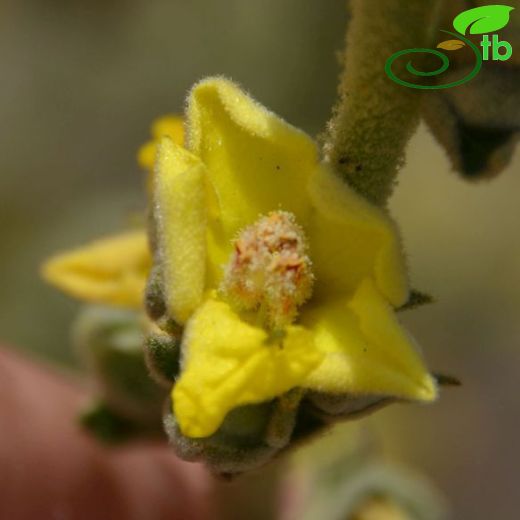 Verbascum mykales