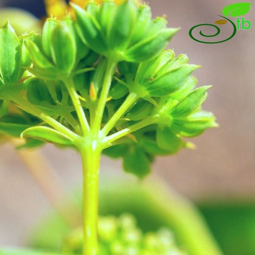 Bupleurum-Şeytanayağı