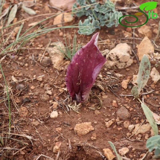 Biarum-Yılanpancarı