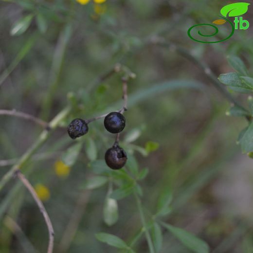 Jasminum-Yasemin