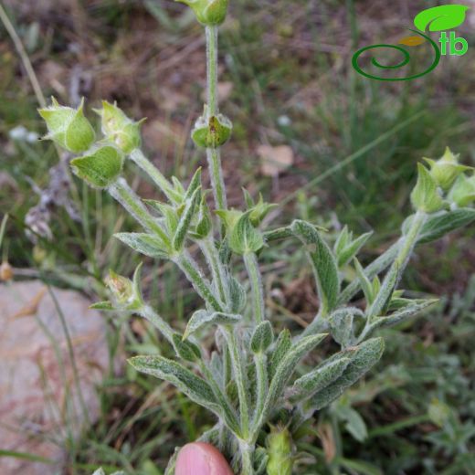 Sideritis tmolea