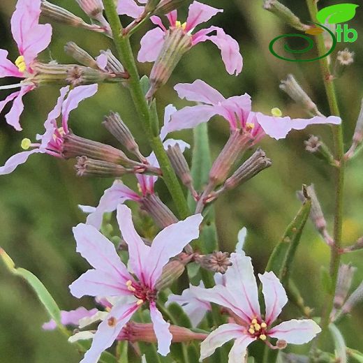 Lythrum virgatum