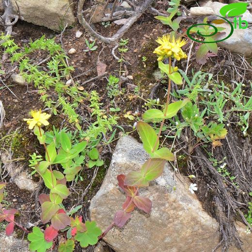 Hypericum venustum