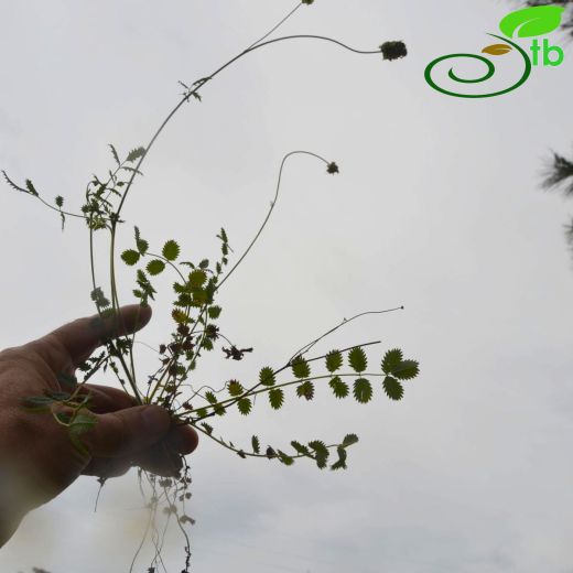 Sanguisorba-Çayırdüğmesi